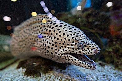 疑似Switch 2手柄谍照曝光左右手柄红外摄像头